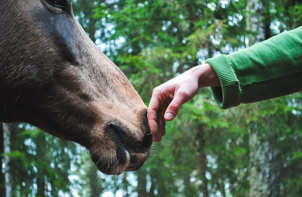 Animal Psychic
