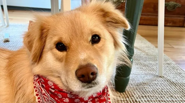 Pumpkin, a fluffy golden dog in a red bandana